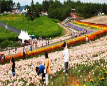 4th Taean Lily Festival 2009