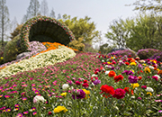 International Horticulture Goyang Korea