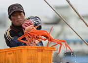 Uljin Snow Crab Festival