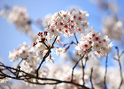 Jinhae Gunhangje Festival