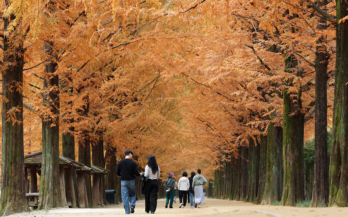 Visitors on Nov. 15 take in fall foliage while walking along the metasequoia trail in Damyang-eup Township of Damyang-gun County, Jeollanam-do Province.